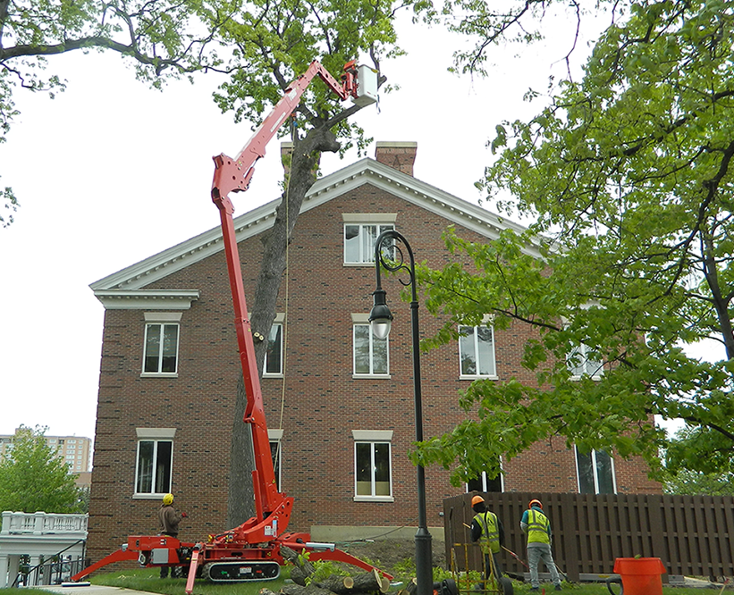 tree removal